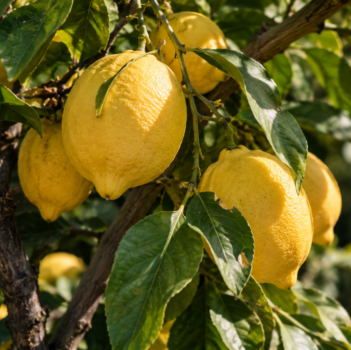 ChatGPT Image 25 set 2026, 18_28_39 https://www.tenutalarocca.com/wp-content/uploads/2026/09/ChatGPT-Image-25-set-2026-18_28_39-e1790354174487.png